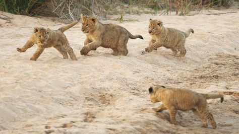 Lion populations in Africa 'could halve in 20 years' - BBC News Lion Cubs Playing, Lioness And Cubs, Baby Cubs, Lion Cubs, Lion Cub, Baby Lion, Animal Facts, African Elephant, Beautiful Cats