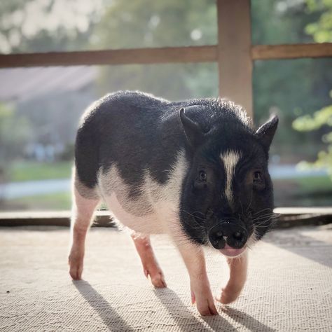 Sweet Magnolia enjoying the sunshine on the back porch. Juliana mix. American mini pig. 5 months, 20lbs. Dream Pet, Piggly Wiggly, Sweet Magnolia, Enjoy The Sunshine, Little Pigs, 5 Months, Back Porch, The Sunshine, Farm Animals