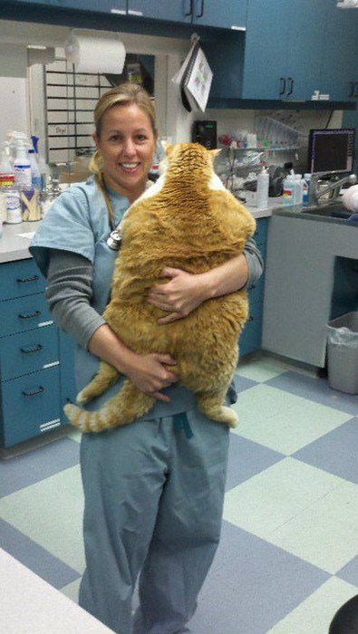 Feline Nutrition, Fat Animals, Cat Nutrition, Cats Photos, Nutrition Diet, Nutritious Diet, Fat Cat, Fat Cats, Orange Cat