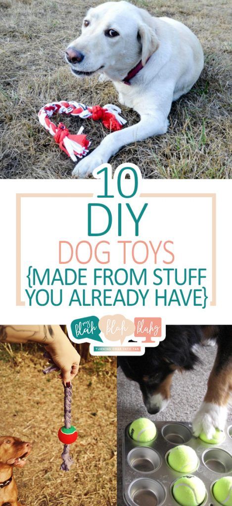 10 DIY Dog Toys {Made From Stuff You Already Have} • Cat Projects, Homemade Dog Toys, Pet Crafts, Animal Treats, Kat Diy, Puppy Ideas, Puppy Diy, Chien Golden Retriever, Dogs Diy Projects