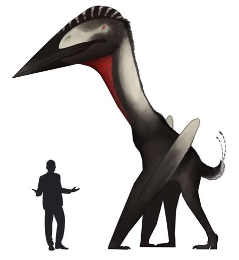 Today's drawing is Hatzegopteryx thambema! This is a large species of azhdarchid pterosaur which lived during the Late Cretaceous period in… Pachycephalosaurus Art, Acrocanthosaurus Art, Archaeopteryx Skeleton, Prehistoric Age, Pterosaur Paleoart, Speculative Evolution Dinosaurs, Real Dinosaur, Dinosaur Tracks, Cretaceous Period