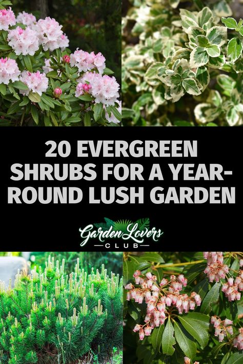 We could argue that evergreen shrubs of all shapes and sizes have a captivating aesthetic. The cherry on top is that they keep their structure and lush foliage throughout the year. With so many different varieties available, choosing an evergreen shrub that’ll suit your preferences may seem overwhelming. Bushes That Stay Green All Year, Evergreen Shrubs Uk, Laurel Shrub, Shrubs For Borders, Landscaping Shrubs, Vineyard House, Low Growing Shrubs, Captivating Aesthetic, Low Maintenance Shrubs