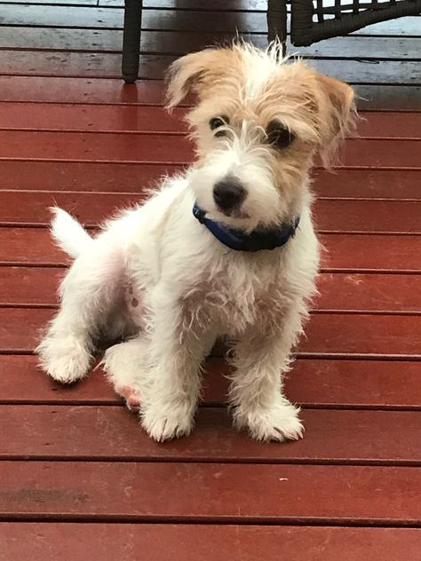 Murphy our JRT Jack Russell Wire Hair, Parsons Russell Terrier, Wire Haired Jack Russell Terrier, Long Haired Jack Russell Terrier, Jack Terrier, Schnoodle Dog, English Terrier, Scruffy Dogs, Mutt Dog