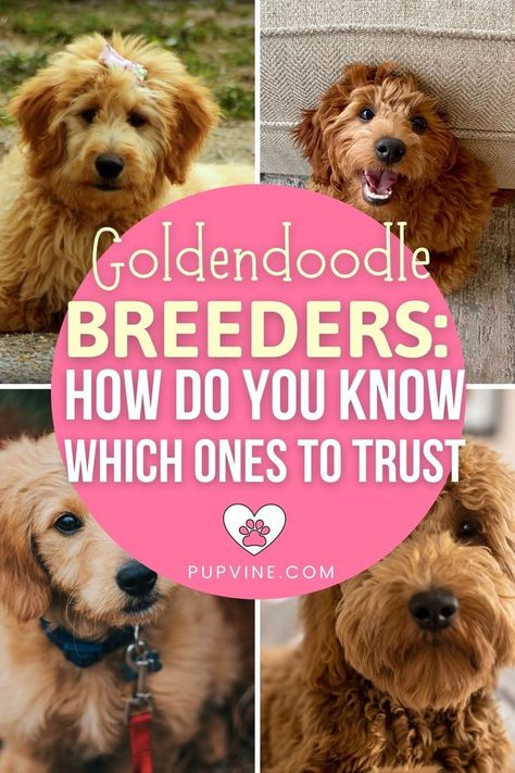 Goldendoodle Breeders, All Dog Breeds, Places In America, Goldendoodle Puppy, Puppy Mills, New Dog, Puppy Food, Crate Training, Dog Breeder