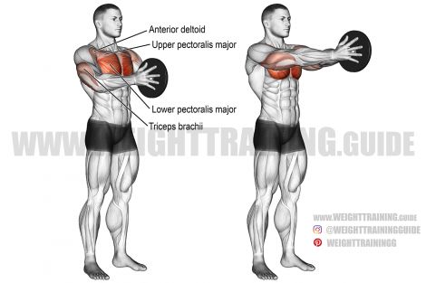 weight plate Archives | Weight Training Guide Svend Press, Best Chest Exercises, Chest Workout Routine, Dumbbell Fly, Dumbbell Shoulder, Muscle Hypertrophy, Chest Exercises, Best Chest Workout, Pectoral Muscles