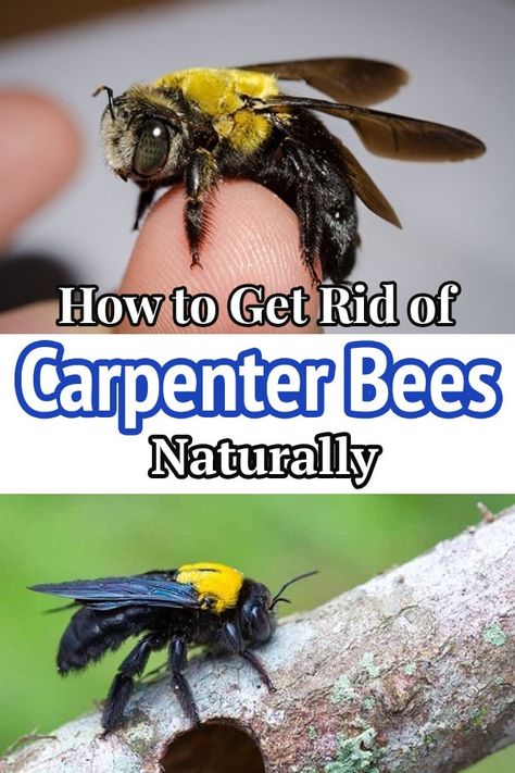 Carpenter bees are harmless but can stain your wooden assets and other things at home. Learn How to Get Rid of Carpenter Bees Naturally! Wood Bees How To Get Rid Of, Carpenter Bee Repellent Diy, How To Get Rid Of Bees, How To Get Rid Of Carpenter Bees, Carpenter Bees How To Get Rid Of, Bee Killer, Bee Spray, Bee Repellent, Getting Rid Of Bees