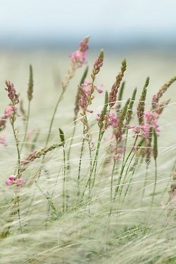 Matka Natura, Jolie Photo, The Meadows, The Grass, Belleza Natural, Love Flowers, Belle Photo, Nature Beauty, Pretty Flowers