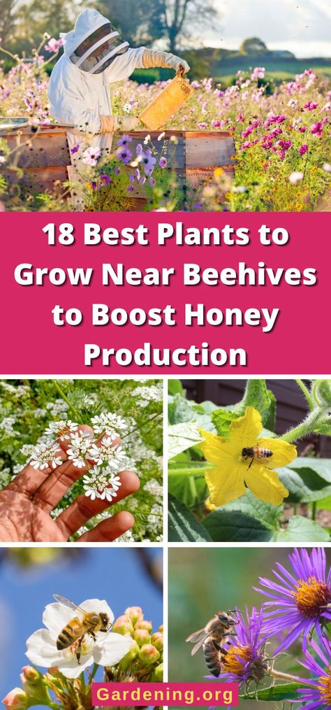 Apiary Design, Best Flowers For Bees, Honey Bee Flowers, Honey Bee Garden, Honey Production, Backyard Bee, Pollinator Plants, Backyard Beekeeping, Berry Plants