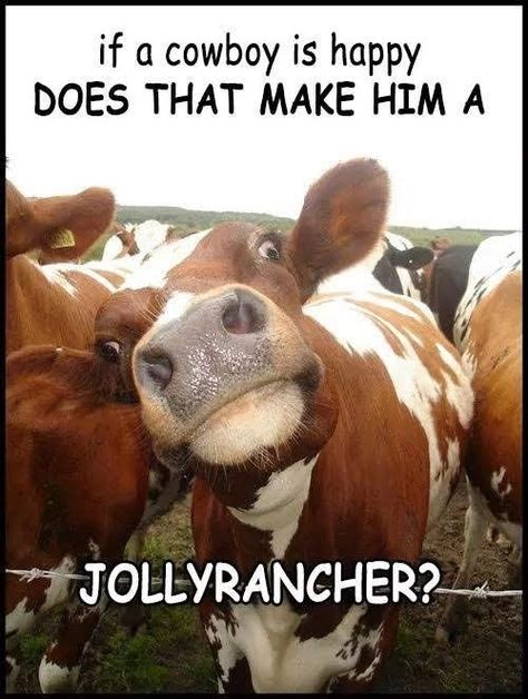 Punny Jokes, Cheesy Jokes, Country Jokes, Dad Jokes Funny, Funny Jokes For Kids, Corny Jokes, Jolly Rancher, Cute Jokes, Cows Funny