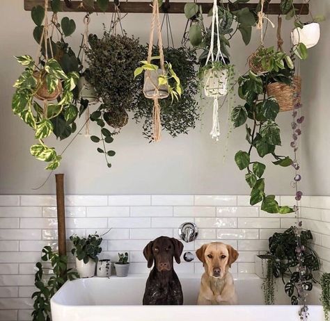 You know those inspiration pictures you see and you just have to have it or build it? That was to is project for me. I’m a plant lover and I had the perfect window for several plants but no room to have them. A plant ladder to hang plants off of was the perfect solution. This inspiration picture is everything, especially the dogs! I started with an existing ladder we had. I took it apart because I only wanted to use the side rails (see parts of a ladder in picture below). If you don’… Candle Holder Makeover, Plant Ladder, Hanging Ladder, Old Ladder, Diy Planter Box, Garden Bathroom, Bathroom Plants, House Plants Decor, Diy Hanging