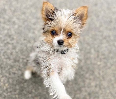 Cutest 12 Yorkie Mixes 4 Yorkie Mixed Breeds, Papillion Puppies, Yorkie Chihuahua Mix, Maltese Yorkie Mix, Yorkie Poo Puppies, Chihuahua Mix Puppies, Mixed Dog Breeds, Beagle Breeds, Pug Breed