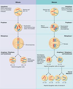 Cell Division by TechHydra Cell Analogy, Biology Cell, Cellular Biology, Learn Biology, Human Tissue, Study Biology, 8th Grade Science, Cell Division, Cool Science Facts