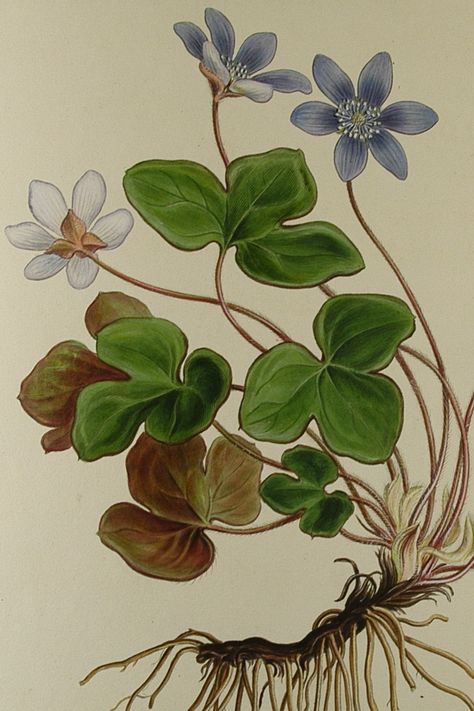 Engraving of Hepatica nobilis from the 'Flora Graeca', based on Ferdinand Bauer's watercolour (1827; v.6, t.513) Oxford Botanic Garden, Hepatica Nobilis, Snow Plant, Australian Wildflowers, University Of Oxford, British Garden, Poisonous Plants, Flowers Ideas, Plant Science