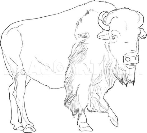 Ruminant Animals, Buffalo Pictures, Wild Buffalo, Buffalo Painting, Buffalo Animal, Bison Art, Buffalo Art, African Buffalo, Buffalo Sabres