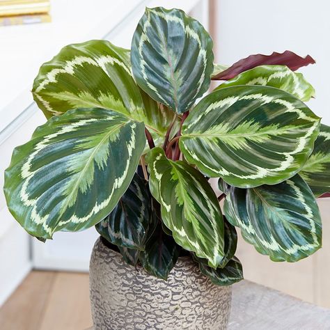 Buy The zebra plant (marantaceae) Calathea Medaillon Goeppertia veitchiana 'Medaillon': Delivery by Waitrose Garden in association with Crocus Calathea Varieties, Plants Wishlist, Cactus Arrangement, Zebra Plant, Calathea Plant, نباتات منزلية, Pattern Leaf, Plant Wishlist, Rain Water Collection