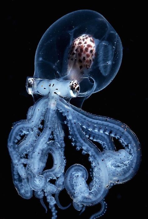 Octopus Aesthetic, Octopus Photography, Creature Marine, Octopus Squid, Forest Light, Deep Sea Creatures, Beautiful Sea Creatures, Awesome Animals, Marine Biology