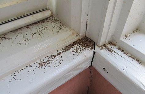 Keeping your home dry prevents termite infestation. In Iowa, with unpredictable weather makes a daunting task. LeafGuard Gutters prevent moisture in your home. Signs Of Termites, Drywood Termites, Termite Prevention, Wood Termites, Termite Damage, Diy Pest Control, Termite Control, Home Solutions, Pest Control