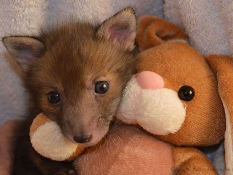 After being rescued, this baby fox found his best friend—a stuffed bunny #rescuedanimals #fox #foxcub Funny Animal Quotes, Soft Teddy, Baby Fox, Bunny Toys, Bunny Plush, Sweet Animals, Animal Tattoos, Animal Rescue, Habitat