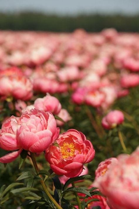 Field Of Peonies, Peony Flower Field, Peonies Field, Backyard Meadow, Peony Field, Garden Peonies, Summer Blooming Flowers, Peony Farm, Jin Aesthetic