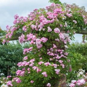 Blush Rambler Iceberg Climbing Rose, White Climbing Roses, Rose Climbing, Araucana Chickens, Deadheading Roses, Rambling Roses, Cottage Garden Flowers, Old Roses, Daisy Chains