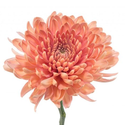 Linette Chrysanthemum | Florequisa Long Lasting Flowers, Round Packaging, Football Mums, Long Vase, Long Stem Flowers, Mums Flowers, Open Flower, Chrysanthemum Flower, Flower Names