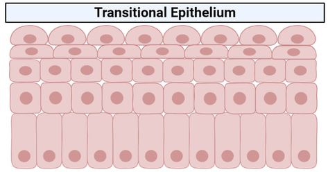 Last Updated on September 28, 2020 by Sagar Aryal Transitional epithelium definition Transitional epithelium is a type of stratified epithelium consisting of multiple layers of cells where the shape of the cell changes according to the function of the organ. The epithelium has a varying appearance as they appear cubical or round when in a ... Read more Transitional epithelium- definition, structure, functions, examples The post Transitional epithelium- definition, structure, functions, examples Transitional Epithelium, Microbiology Notes, Stratified Squamous Epithelium, Osmotic Pressure, Excretory System, Basement Membrane, Science Articles, Reproductive System, September 28