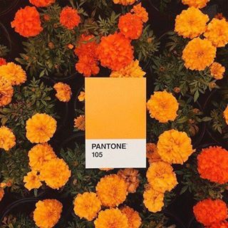 #pantone #colour #vibes  #goodvibes #decor #interior #interiordesgin #photography #tumblr #aestheticrainbow Hopeless Fountain Kingdom, Minako Aino, Rainbow Aesthetic, Have Inspiration, Orange You Glad, Orange Aesthetic, Theme Color, Photo Wall Collage, Orange Is The New Black