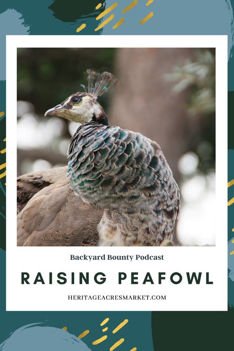 Raising Peafowl, Thoughts On Life, S Education, Guinea Fowl, Building A Chicken Coop, Chicken Feed, Poultry Farm, Chickens And Roosters, Backyard Farming