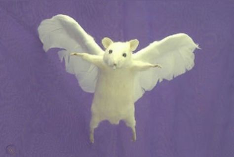 madeline (´ . .̫ . `) on Twitter: "ok this is the vibe… " Mouse With Wings, Taxidermy Mouse, Year Of The Rat, Nostalgic Toys, Mexican Artists, Selling Prints, The Vibe, Tattoo Inspo, Taxidermy