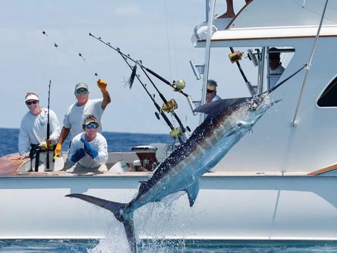 Marlin Offshore Fishing Photos | Marlin Magazine Marlin Fishing, Fishing Boats For Sale, Fishing Photos, Fishing Photography, Bass Fishing Tips, Offshore Fishing, Fishing Rigs, Fishing Charters, Deep Sea Fishing