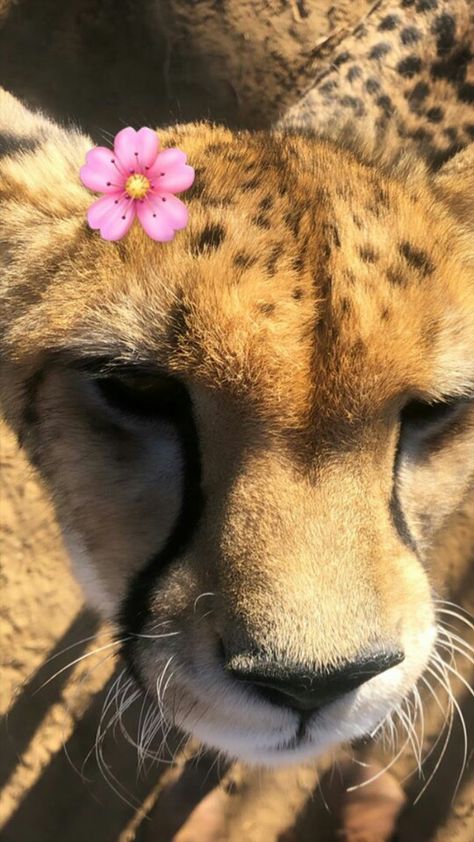 cheetah wallpaper Cheetah Asthetic Picture, Big Cats Wallpaper, Cute Cheetah Wallpaper, Cheetah Wallpaper Aesthetic, Cute Cheetah Print Wallpaper, Cheetah Wallpaper Iphone, Cheetah Print Pfp, Cheetah Widget, Glamour Cheetah