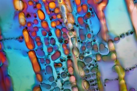 Microscope Art, Microscopic Cells, Microscope Pictures, Water Crystals, Unbelievable Pictures, Under Microscope, Tree Stem, Microscopic Photography, Micro Photography