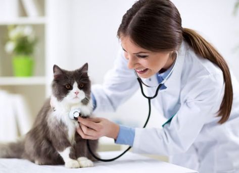 If your pet is experiencing any of these symptoms, talk to your vet about the possibility of a cat thyroid problem or thyroid problems in dogs. Cat Asthma, Cat Diseases, Veterinary Services, Chronic Inflammation, Healthy Pets, Cat Behavior, Cat Facts, Persian Cat, Cat Health