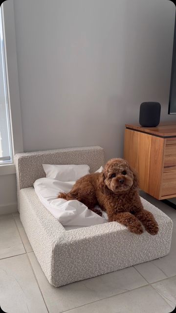 Ineshi on Instagram: "POV your pup just can’t wait to get into their new Marshmallow Dog Bed 🫣 @nico_cfc 

www.ineshi.com.au" Diy Dog Couch, Dog Bed Aesthetic, Unique Dog Beds, Dog Brand, Dog Organization, Dog Accesories, Dogs Stuff, Dog Couch, Dog Diy