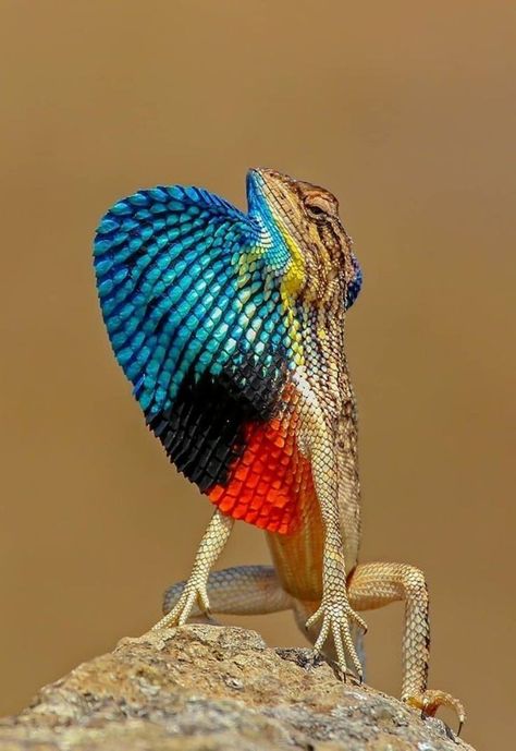 Friday Feeling, Creative Colour, Reptiles And Amphibians, Amphibians, Animals Friends, National Geographic, Reptiles, Cute Animals, Felt