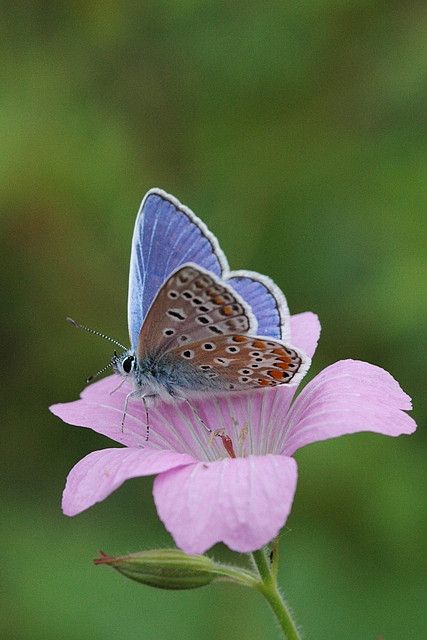 Common Blue butterfly - Amsterdam #putdownyourphone #awesome #butterfly #beautiful nature #colour #amazing Common Blue Butterfly, Small Creatures, Birthday Pics, 강아지 그림, Bumble Bees, Butterfly Photos, Butterflies Flying, Beautiful Bugs, Butterfly Pictures