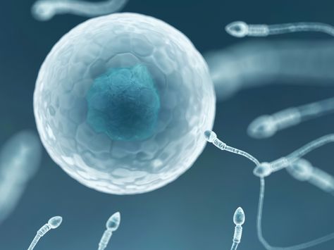 Scientists Use Skin Cells to Create Artificial Sperm and Eggs Egg Cell, Antiretroviral Therapy, Ivf Cost, Hiv Positive, Sperm Count, Ivf Center, Male Fertility, Aids Day, World Aids Day