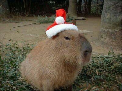 Capybara Pet, Baby Capybara, Cute Capybara, Christmas Hats, Silly Animals, Fluffy Animals, Viral Trend, Christmas Hat, Christmas Animals