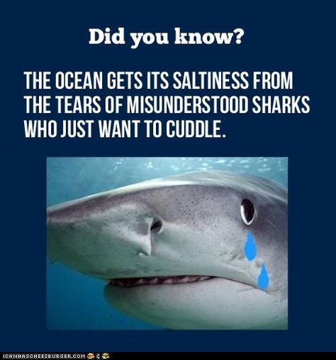 Misunderstood Shark, Shark Facts, Sharks Funny, Shark Week, I Smile, Sharks, Bones Funny, Make Me Smile, The Ocean