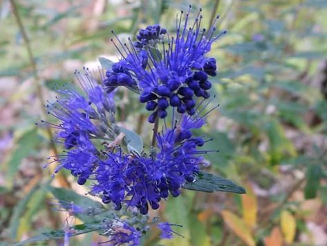 dark knight bluebeard shrub - Google Search Bluebeard Plant, Bluebeard Shrub, Persian Shield, California Lilac, Temple House, Sweet Smelling Flowers, Big Leaf Hydrangea, Bigleaf Hydrangea, Smooth Hydrangea