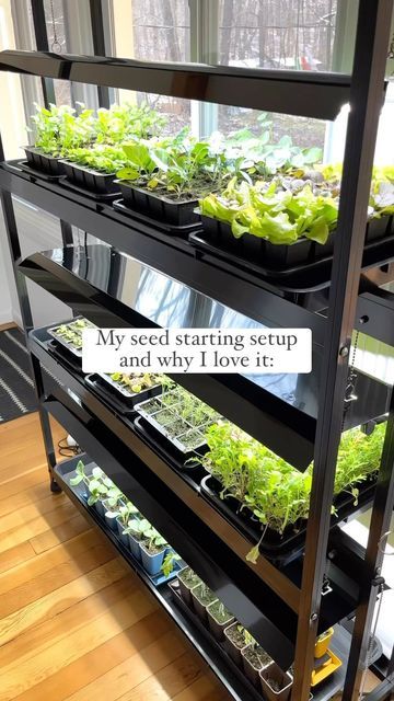 Katie Burdett on Instagram: "Those seedlings just grow up so fast 😭🌱 #ad: I seriously love my grow light setup from @gardeners 💚 I’ve been using their products during my 14 years of growing and I honestly think they make the best stuff out there. I still regularly use garden products I bought from them over a decade ago! A great investment in this Certified B corp / employee-owned company 💚 #gardening #indoorgarden #growlights #growyourownfood #organicgardening" Seed Starting Setup, Small Above Ground Pool, Best Above Ground Pool, Grow Light Bulbs, Vertical Planter, Rectangular Pool, Garden Tool Storage, Pallets Garden, Swimming Pools Backyard