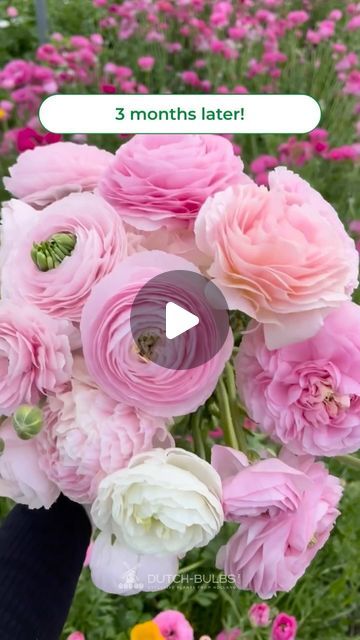 Ranunculus Bulbs, Gardening Diy, Open Door, Pixie Dust, Ranunculus, Cut Flowers, Gardening Tips, Diy Garden, Garden Landscaping