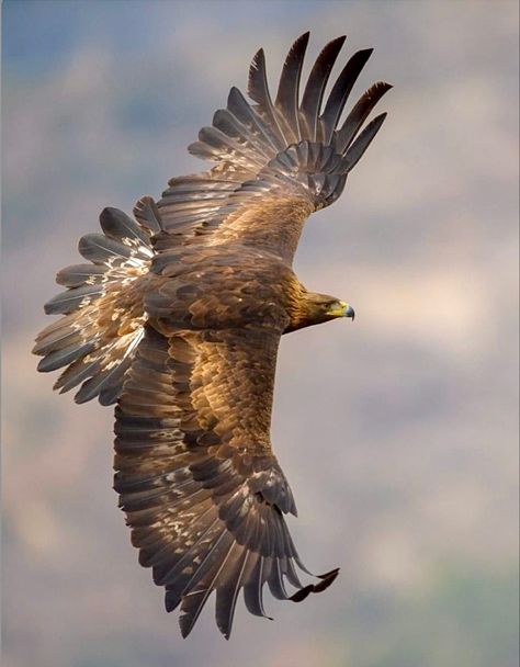 Flying high. Golden Eagle Flying, Eagle Photo, Brown Eagle, Aigle Royal, Animal Photography Wildlife, Wild Animal Wallpaper, Eagle Images, Eagle Wallpaper, Eagle Pictures