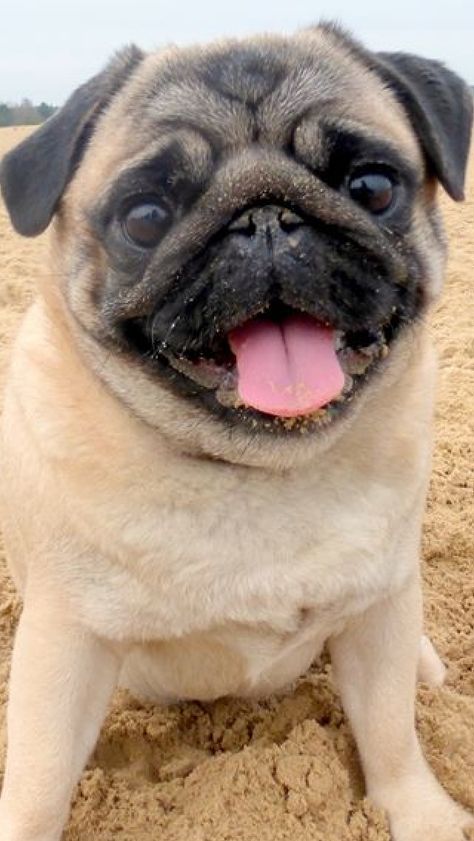 Pug Dog Puppy, Happy Pug, Cute Pug Puppies, Baby Pugs, Pug Gifts, Pug Puppies, Pugs Funny, Cute Pugs, Pug Love