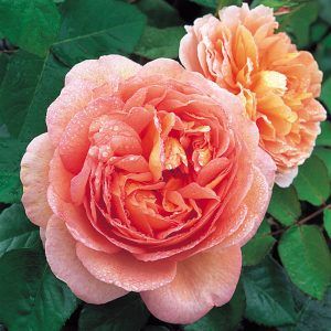 Rose 'Pierre de Ronsard' - Hello Hello Plants & Garden Supplies Deadheading Roses, David Austin Rose, Austin Rose, Rose Care, Shrub Roses, David Austin Roses, Growing Roses, Hybrid Tea Roses, David Austin