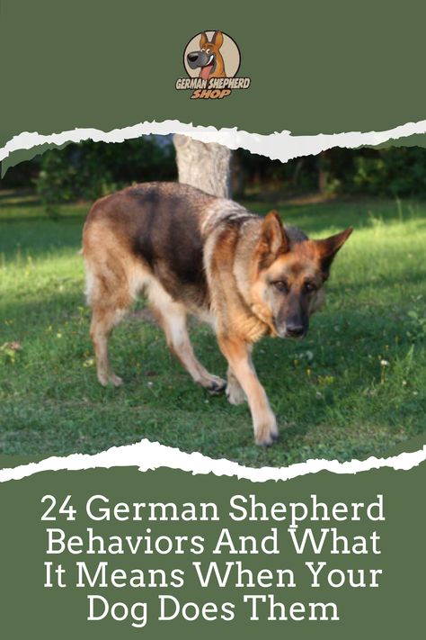 German Shepherd Training Tips Teaching, German Shepherd Tips, German Shepard Training, German Shepherd Puppy Training, Training German Shepherd, German Shepherd Aesthetic, Lacrosse Training, Gsd Training, German Shepherd Facts