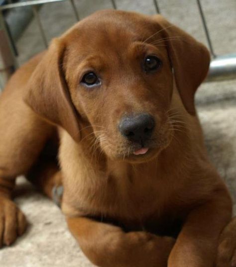 Big Dog Ranch: Fox Red Labrador Retriever Puppy... Wonderful dogs. Have one I delivered from nextdoor. 8 hours worth of waiting and then there she was. My little red girl is almost 5 now and she still thinks she's a pup. Red Lab Puppies, Fox Red Labrador, Red Labrador, Labrador Retriever Puppy, Retriever Puppies, Most Popular Dog Breeds, Labrador Retriever Puppies, Lab Puppies, Labrador Puppy