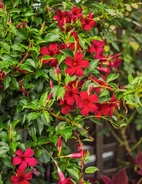 25 of the Best Flowering Vines for Fences, Arbors, and Trellises Perennial Flowering Vines, Vine Fence, Mandevilla Vine, Hyacinth Bean Vine, Heat Tolerant Plants, Cypress Vine, Glowing Flowers, Patio Trees, Growing Vines