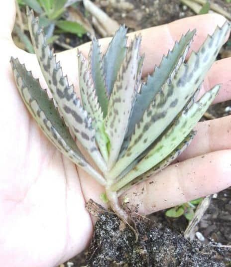 kalanchoe cuidados Living Stone Plant, Mother Of Thousands, Kalanchoe Blossfeldiana, Ceramic Succulent Pots, Stone Plant, Ceramic Succulent Planter, Succulent Seeds, Window Plants, Cactus Planter