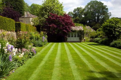 Lawn Striping, Lawn Problems, Best Lawn Mower, Healthy Lawn, Lawn Edging, Lawn Maintenance, Grass Seed, Green Lawn, Summer Garden